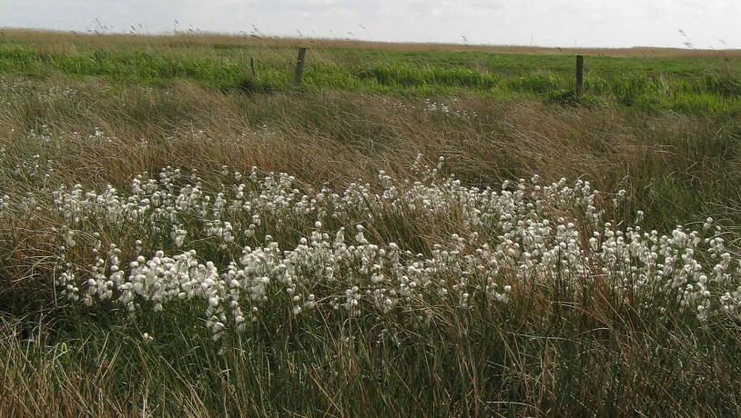 Kærulden blomstrer