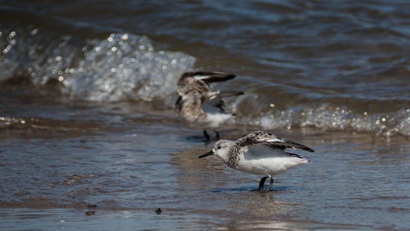 Sandløber på Thorsminde Strand