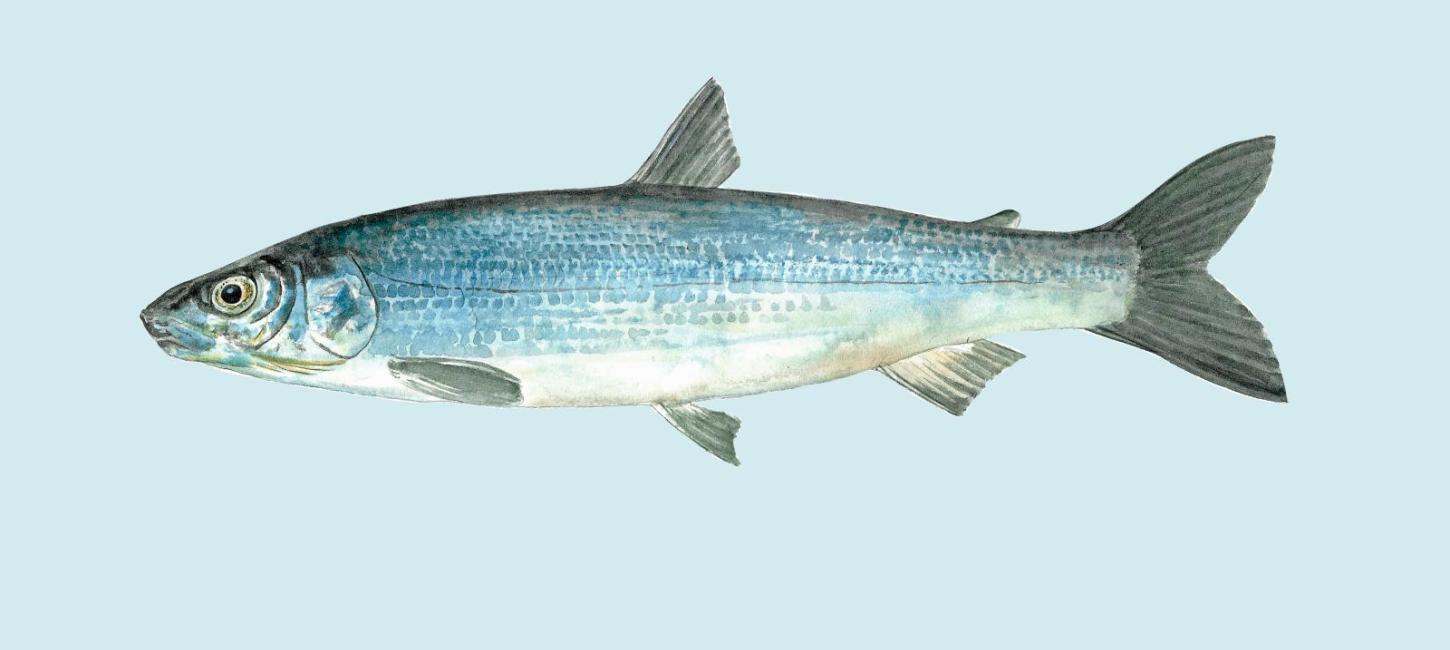 fisk, helt, Nissum Fjord dagen 2023